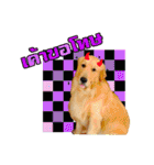 Auto Golden Retriever（個別スタンプ：23）