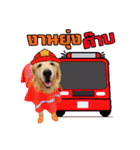 Auto Golden Retriever（個別スタンプ：24）