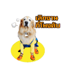 Auto Golden Retriever（個別スタンプ：25）