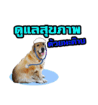 Auto Golden Retriever（個別スタンプ：26）