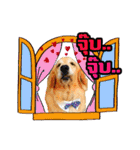 Auto Golden Retriever（個別スタンプ：27）