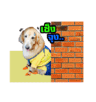 Auto Golden Retriever（個別スタンプ：28）
