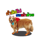 Auto Golden Retriever（個別スタンプ：30）