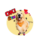 Auto Golden Retriever（個別スタンプ：31）