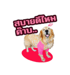 Auto Golden Retriever（個別スタンプ：32）