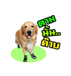Auto Golden Retriever（個別スタンプ：33）