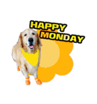 Auto Golden Retriever（個別スタンプ：34）