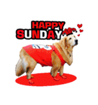 Auto Golden Retriever（個別スタンプ：40）