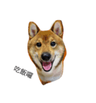 Very cute dogs and baby（個別スタンプ：1）