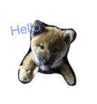 Very cute dogs and baby（個別スタンプ：3）