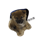 Very cute dogs and baby（個別スタンプ：4）