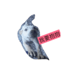 Very cute dogs and baby（個別スタンプ：5）