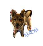 Very cute dogs and baby（個別スタンプ：6）
