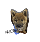 Very cute dogs and baby（個別スタンプ：7）