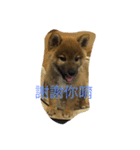 Very cute dogs and baby（個別スタンプ：8）