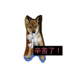Very cute dogs and baby（個別スタンプ：13）