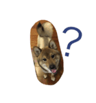 Very cute dogs and baby（個別スタンプ：14）