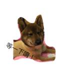 Very cute dogs and baby（個別スタンプ：15）