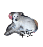 Very cute dogs and baby（個別スタンプ：16）