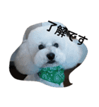 siroiinu（個別スタンプ：1）