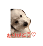 siroiinu（個別スタンプ：2）