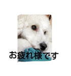 siroiinu（個別スタンプ：4）