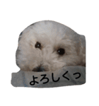siroiinu（個別スタンプ：5）