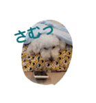 siroiinu（個別スタンプ：11）