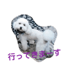 siroiinu（個別スタンプ：12）