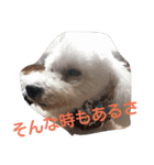 siroiinu（個別スタンプ：14）