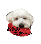 siroiinu（個別スタンプ：15）