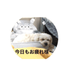 ヨーク＆マミィ（個別スタンプ：6）
