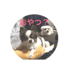ヨーク＆マミィ（個別スタンプ：7）