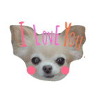 airly's dog komomo（個別スタンプ：1）