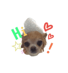 airly's dog komomo（個別スタンプ：4）