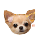 airly's dog komomo（個別スタンプ：7）