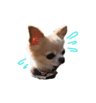 airly's dog komomo（個別スタンプ：8）