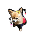 クウちゃんとソラくん（個別スタンプ：2）