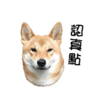 enjoy with sunny dog sticker（個別スタンプ：2）