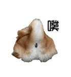 enjoy with sunny dog sticker（個別スタンプ：3）