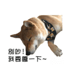 enjoy with sunny dog sticker（個別スタンプ：4）