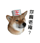enjoy with sunny dog sticker（個別スタンプ：5）