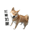 enjoy with sunny dog sticker（個別スタンプ：6）