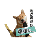 enjoy with sunny dog sticker（個別スタンプ：7）