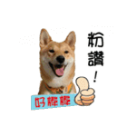 enjoy with sunny dog sticker（個別スタンプ：8）