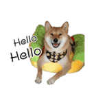 enjoy with sunny dog sticker（個別スタンプ：9）