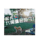 enjoy with sunny dog sticker（個別スタンプ：10）