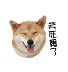 enjoy with sunny dog sticker（個別スタンプ：11）