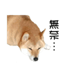 enjoy with sunny dog sticker（個別スタンプ：12）