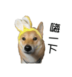 enjoy with sunny dog sticker（個別スタンプ：13）